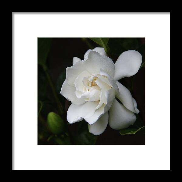 Gardenia Framed Print featuring the photograph Gardenia - II by Kerri Ligatich