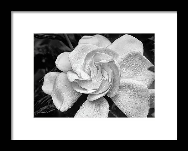 Gardenia Jasminoides Framed Print featuring the photograph Gardenia the Scent of the South by JC Findley
