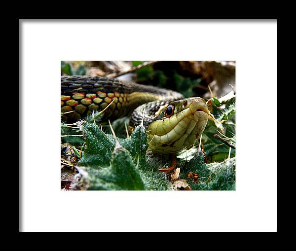 Snake Framed Print featuring the photograph Garter by Scott Hovind