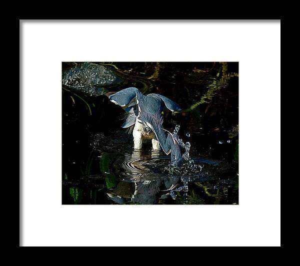  Framed Print featuring the photograph Gator And The Blue by Joseph Reilly