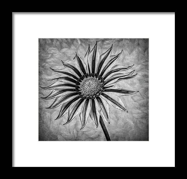 Gazania Framed Print featuring the photograph Gazania In Black And White by Garry Gay