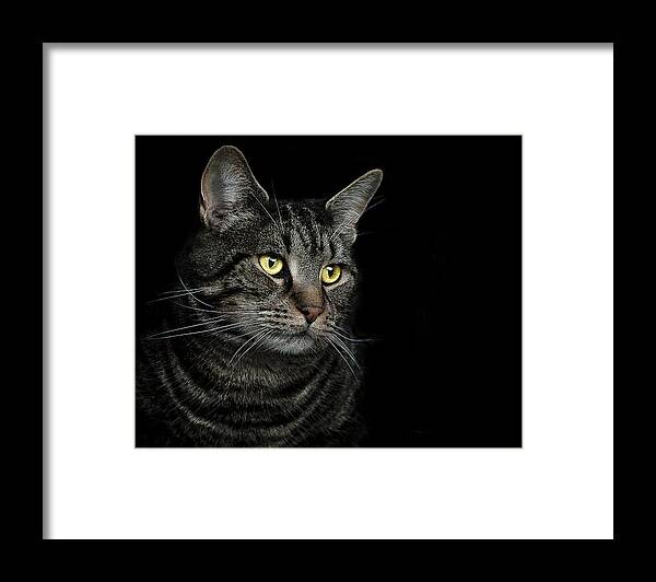 Cat Framed Print featuring the photograph Gaze by Paul Neville