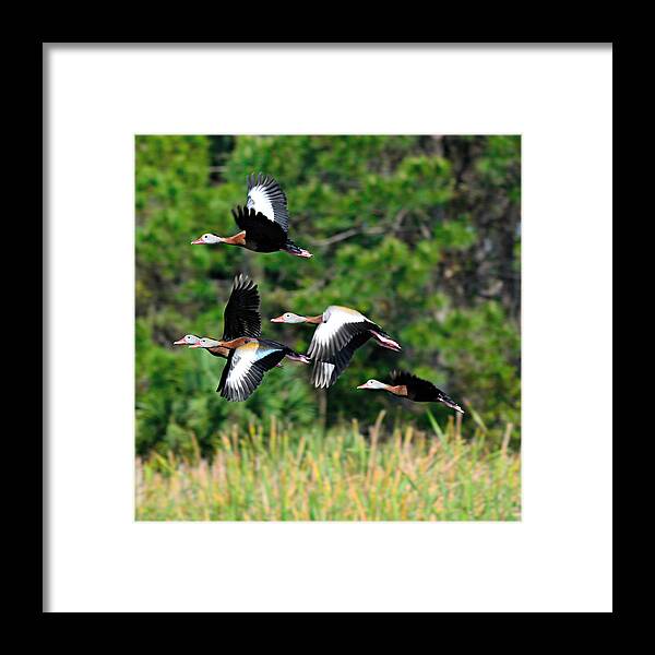Geese Framed Print featuring the digital art Geese by Alison Belsan Horton