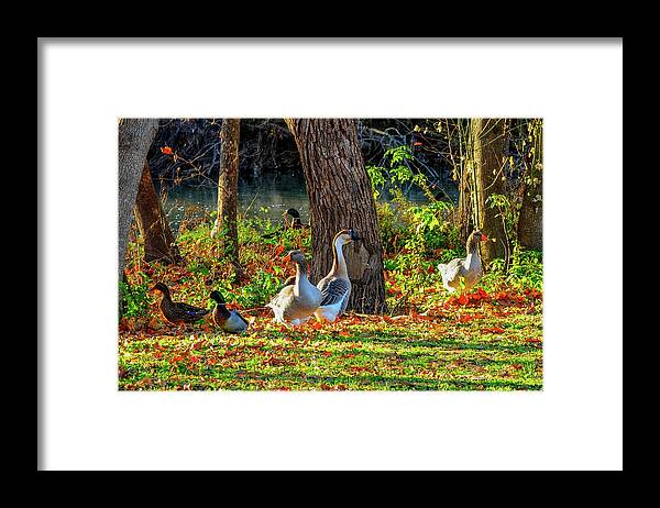 Texas Framed Print featuring the photograph Geese and Ducks along the River by Marilyn Burton