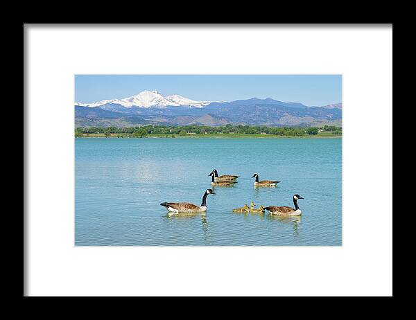 Mcintosh Lake Framed Print featuring the photograph Geese Goslings and The Twin Peaks - Longs and Meeker by James BO Insogna