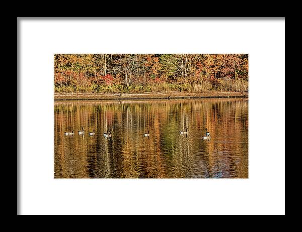 Lake Framed Print featuring the photograph Geese in Autumn by Cathy Kovarik