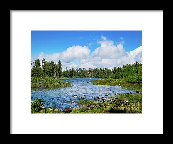 Lassen Framed Print featuring the photograph Geese on Manzanita Lake by Jeff Hubbard