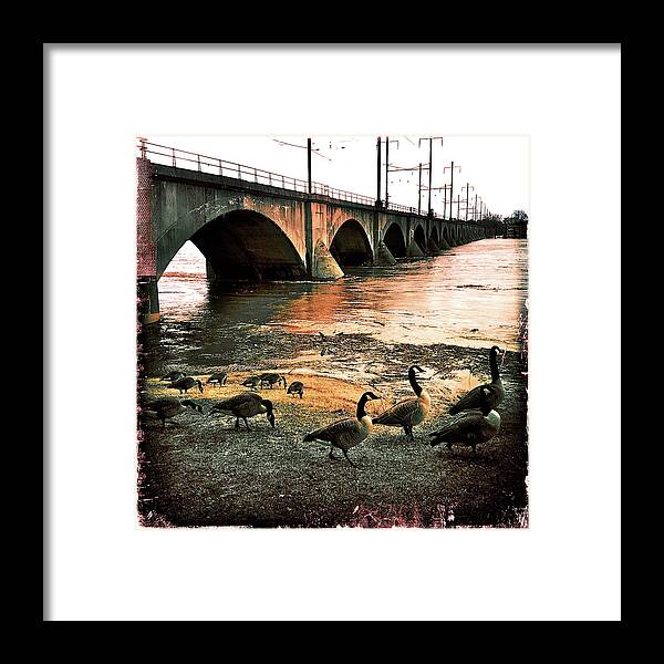 Geese Framed Print featuring the photograph Geese On A Stroll by Kevyn Bashore