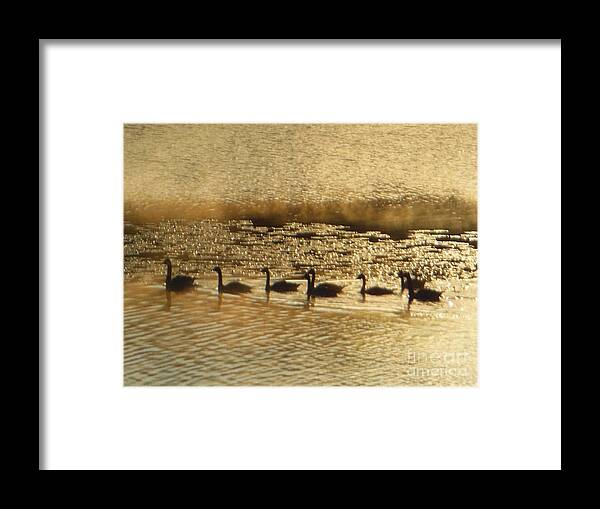 Canada Goose Framed Print featuring the photograph Geese on Golden Pond by Rockin Docks Deluxephotos