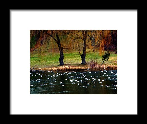 Canada Goose Framed Print featuring the photograph Geese Weeping Willows by Rockin Docks Deluxephotos