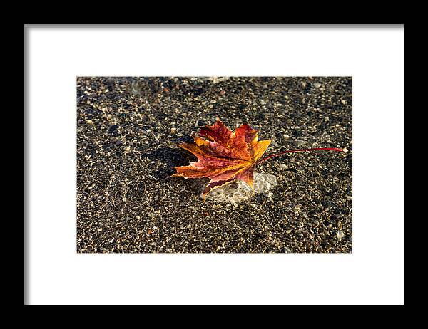 Georgia Mizuleva Framed Print featuring the photograph Gently Floating Autumn - Multicolored Maple Leaf in the Lake by Georgia Mizuleva