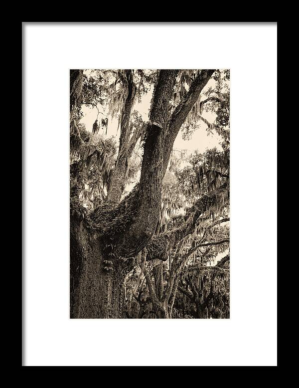 Live Oak Framed Print featuring the photograph Georgia Live Oaks And Spanish Moss in Sepia by Kathy Clark