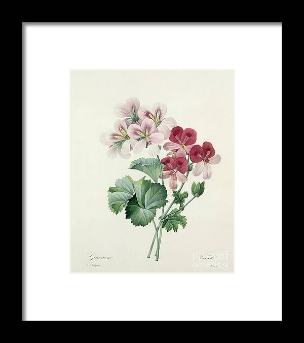 Geranium Framed Print featuring the drawing Geranium Variety by Redoute by Pierre Joseph Redoute