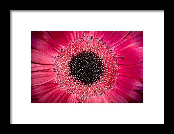 Flower Framed Print featuring the photograph Gerbera by Andreas Freund