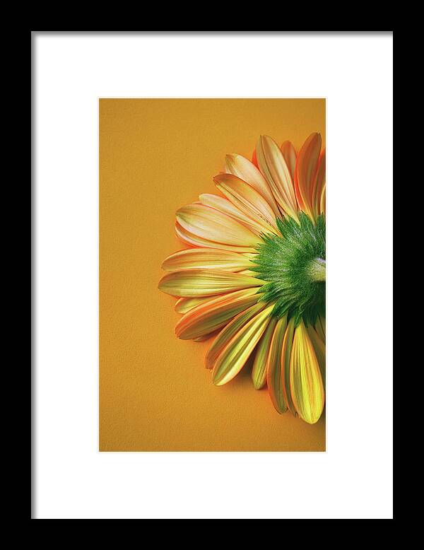 Back Side Framed Print featuring the photograph Gerbera Back by Carlos Caetano
