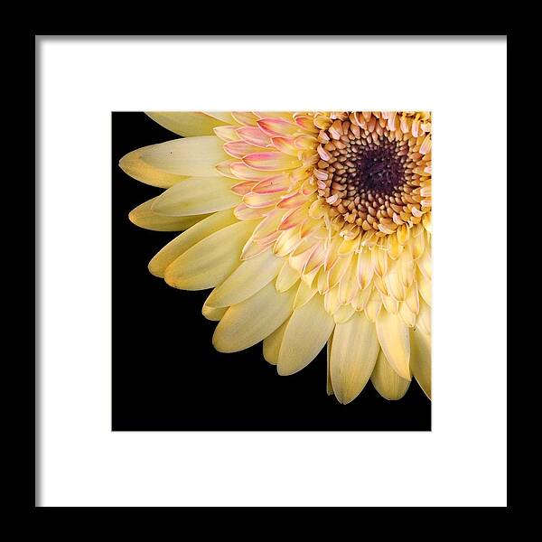 Scoobydrew81 Andrew Rhine Flower Flowers Bloom Blooms Macro Petal Petals Close-up Closeup Nature Botany Botanical Floral Flora Art Color Pink Yellow Soft Black Contrast Simple Clean Crisp Spring Corner Round Gerbera Daisy Plant Framed Print featuring the photograph Gerbera Daisy 2 by Andrew Rhine