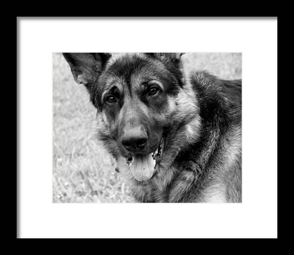 Dog Framed Print featuring the photograph German Shepherd by Jai Johnson