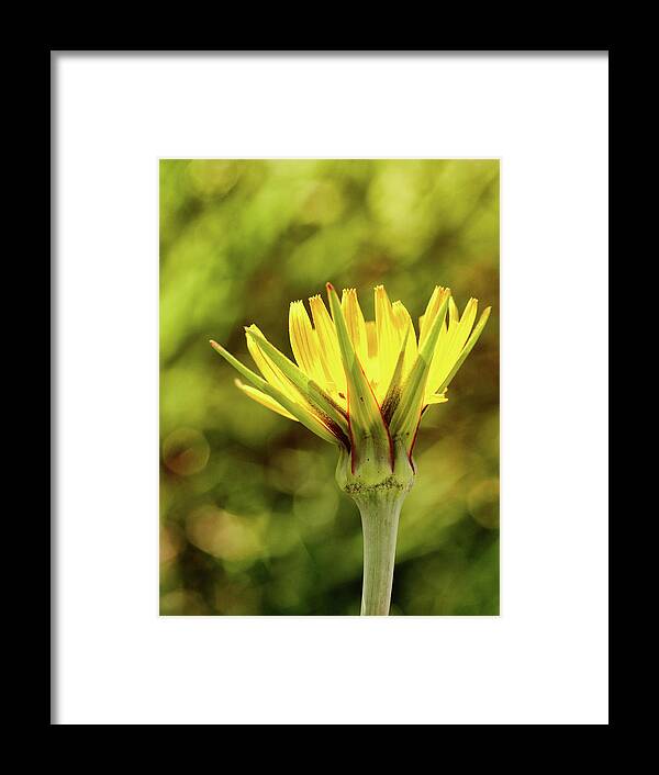 Germination Framed Print featuring the photograph Germination by Tom Druin