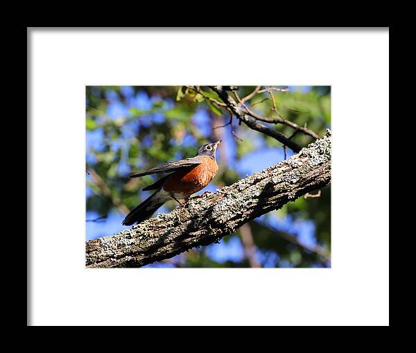 American Robin Framed Print featuring the photograph Get Down and Boogie by Jennifer Robin