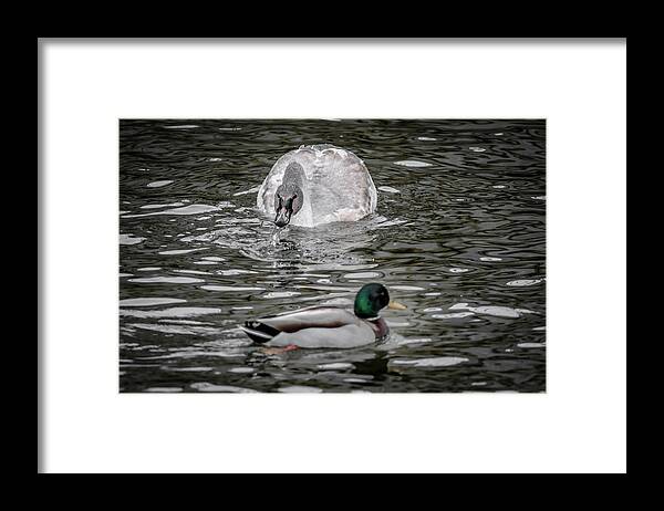 Brown Swan Framed Print featuring the photograph Get Off Of My Lawn by Ray Congrove