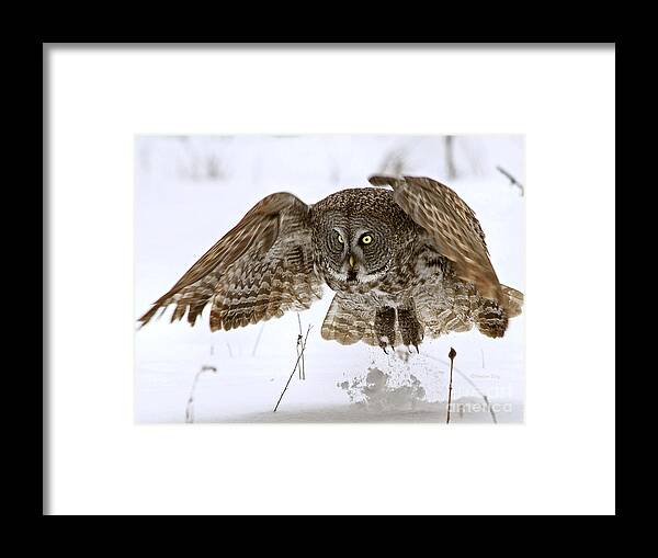 Great Grey Owl Framed Print featuring the photograph Get out of my way by Heather King
