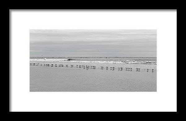 Ocean Framed Print featuring the photograph Get Your Ducks in a Row by Betsy Knapp