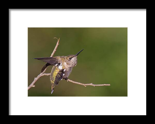 Ruby-throated Hummingbird Framed Print featuring the photograph Getting Ready To Fly by Jim Zablotny