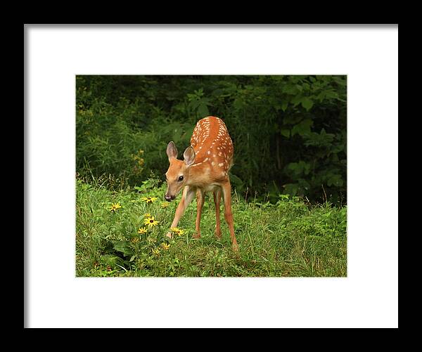 Deer Framed Print featuring the photograph Getting the Sniff Test by Duane Cross