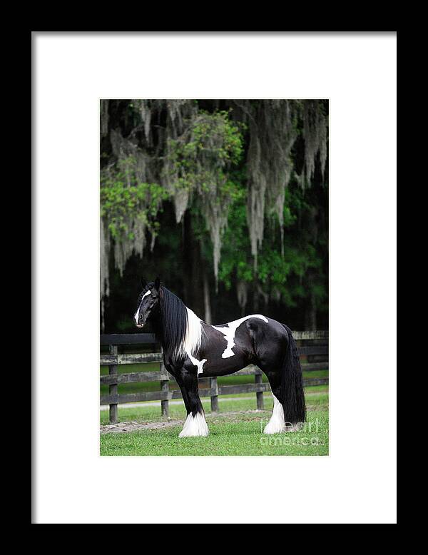 Gypsy Gold Farm Framed Print featuring the photograph GG Versace by Carien Schippers
