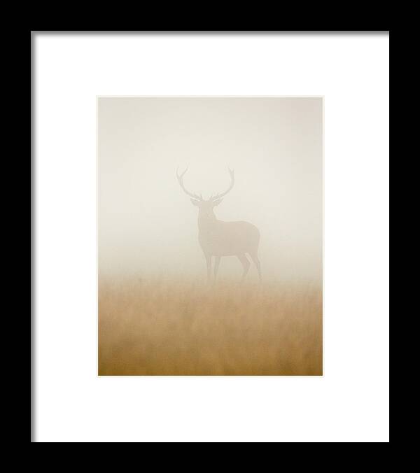 #faatoppicks Framed Print featuring the photograph Ghost Stag by Stuart Harling