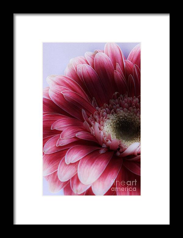Gerbera Framed Print featuring the photograph Ghostly Gerbera by Clare Bevan