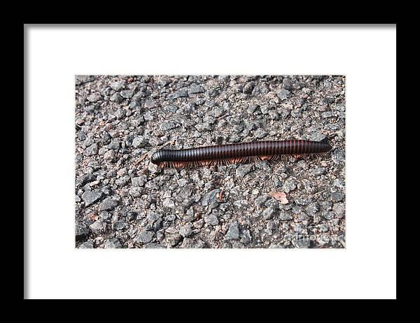 Giant African Millipede Framed Print featuring the photograph Giant African Millipede by Bev Conover