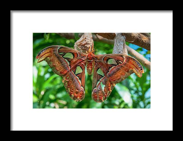 (attacus Atlas) Framed Print featuring the photograph Giant Atlas Moth by Jim Thompson