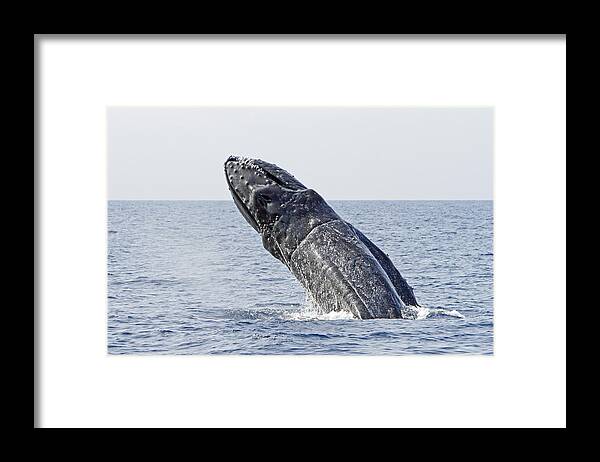 Humpback Whale Framed Print featuring the photograph Giant Breach by Shoal Hollingsworth