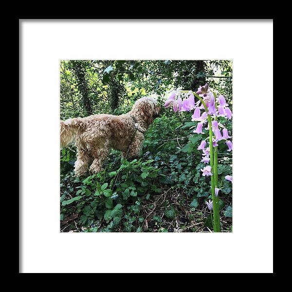 Cute Framed Print featuring the photograph Giant Lilac Bluebells #bluebells #wild by Emma Gillett
