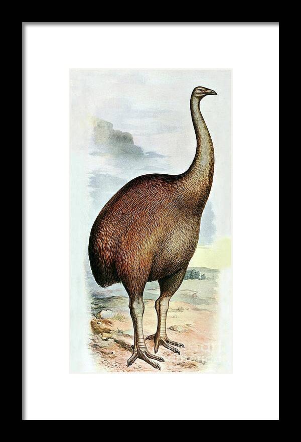 Aves Framed Print featuring the photograph Giant Moa Dinornis Ingens, Cenozoic Bird by Biodiversity Heritage Library
