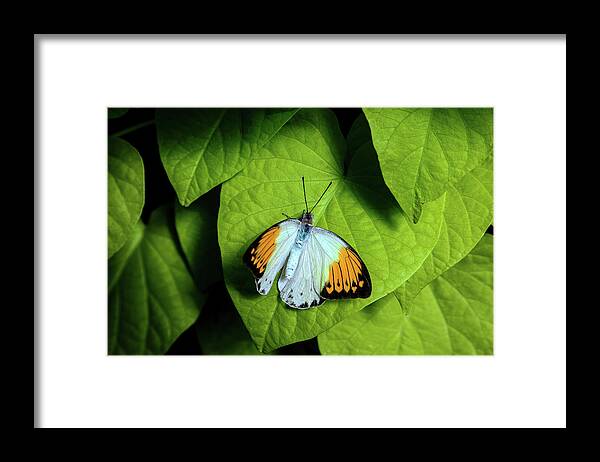 Giant Orange Tip Framed Print featuring the photograph Giant Orange Tip Butterfly by Tom Mc Nemar