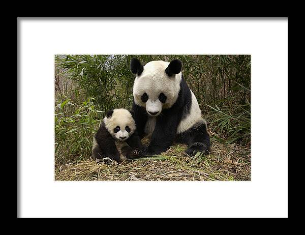 Mp Framed Print featuring the photograph Giant Panda Ailuropoda Melanoleuca by Katherine Feng