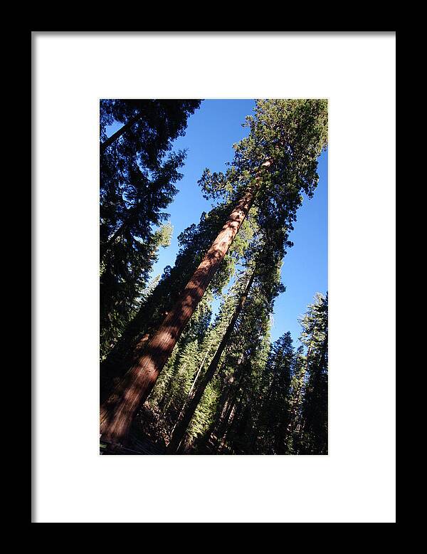 Giant Redwoods Framed Print featuring the photograph Giant Redwood Trees by Jeff Lowe