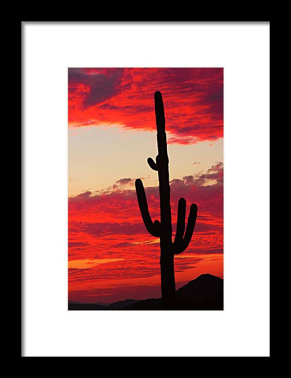 Sunset Framed Print featuring the photograph Giant Saguaro Southwest Desert Sunset by James BO Insogna