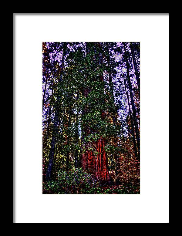 California Framed Print featuring the photograph Giant Sequoia in the Giant Forest by Roger Passman