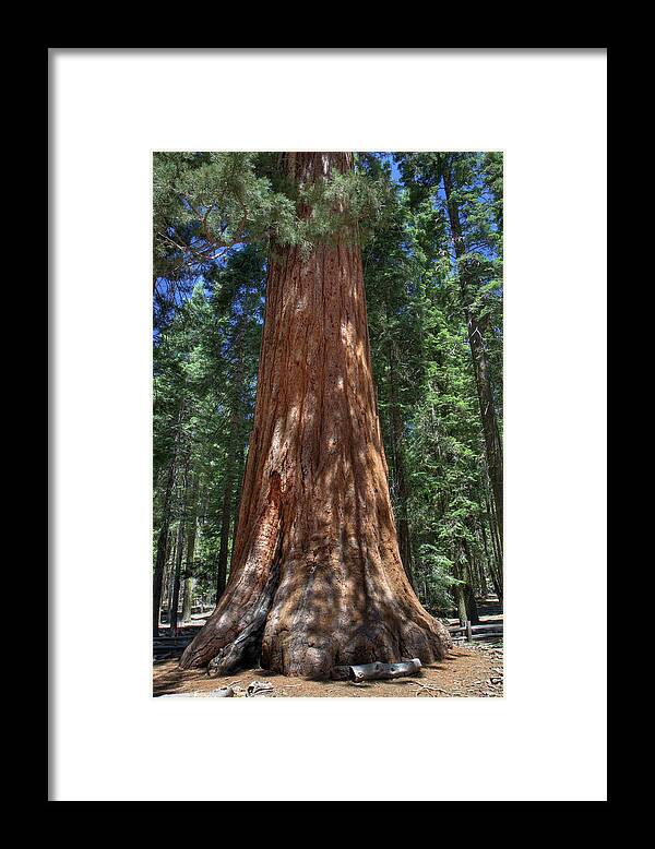 Yosemite Framed Print featuring the photograph Giant Sequoia in Yosemite National Park by Pierre Leclerc Photography