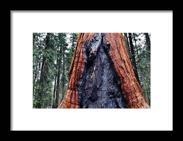 Sequoia National Park Framed Print featuring the photograph Giant Sequoia by Kyle Hanson