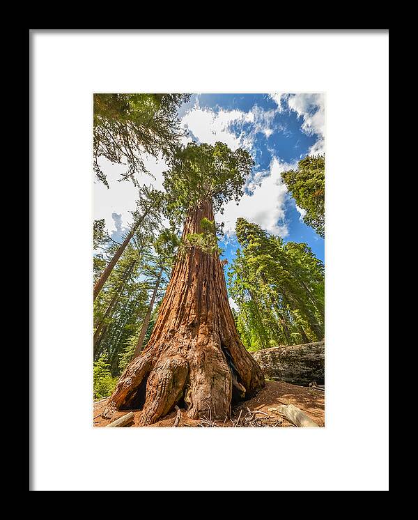 Sequoia National Park Framed Print featuring the photograph Giant Sequoia Tree by Asif Islam