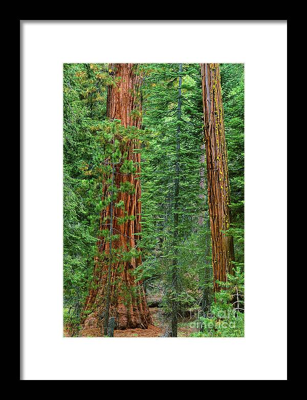 North America Framed Print featuring the photograph Giant Sequoias Sequoiadendron Gigantium Yosemite NP CA by Dave Welling