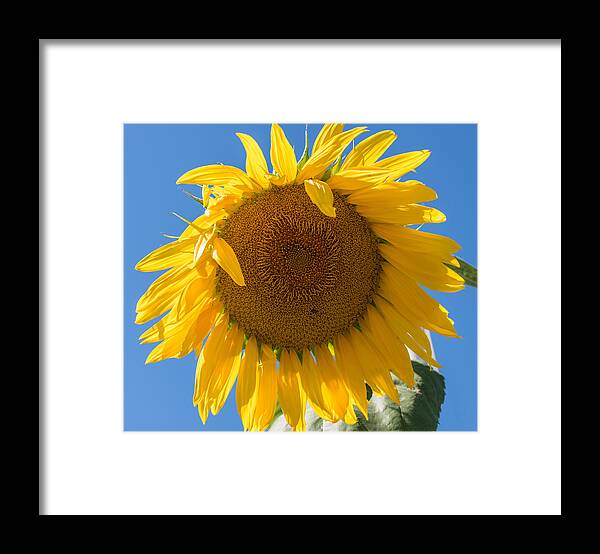 Terry D Photography Framed Print featuring the photograph Giant Sunflower Blue Sky by Terry DeLuco