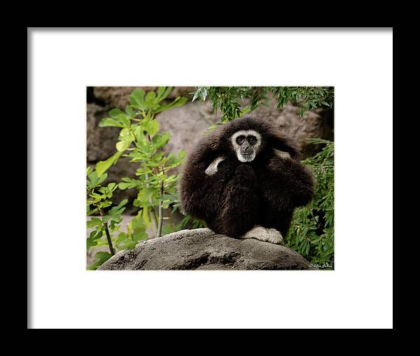 Animals Framed Print featuring the photograph Gibbon by Alexander Fedin