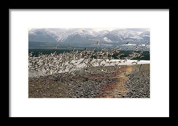 Herring Framed Print featuring the photograph Gift From The Sea by Alicia Kent