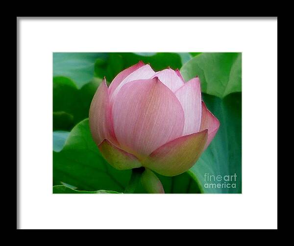 Lotus Framed Print featuring the photograph Gift of God's Creation by Chad and Stacey Hall