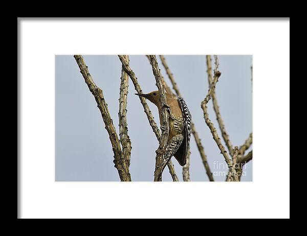 Bird Framed Print featuring the photograph Gila Woodpecker by Teresa Zieba